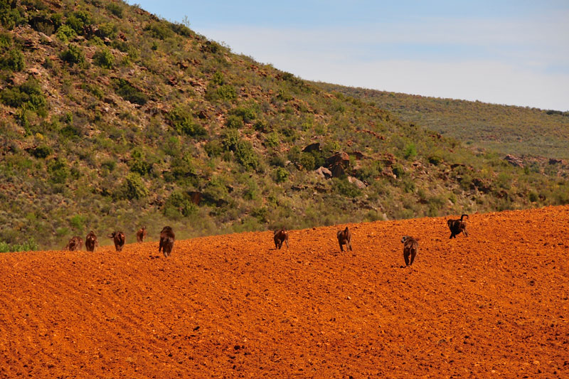 South Africa